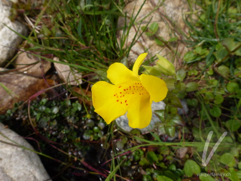 Gefleckte Gauklerblume: Übersicht